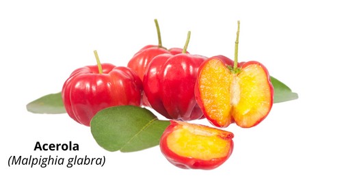 Acerola - malpighia glabra